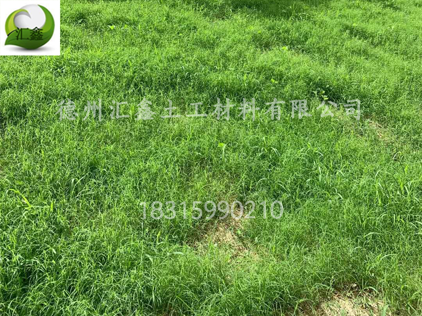 护坡植草毯一种应用在河道边坡防护的新型材料(图1)