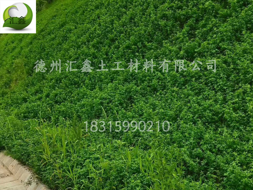 植被毯有几种类型？(图2)